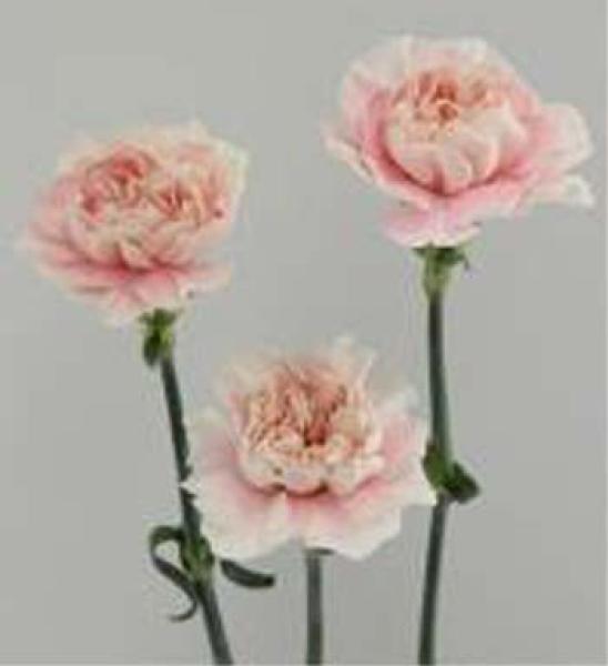 Vollsortiment - Nelken, ROSA, 10 Stück